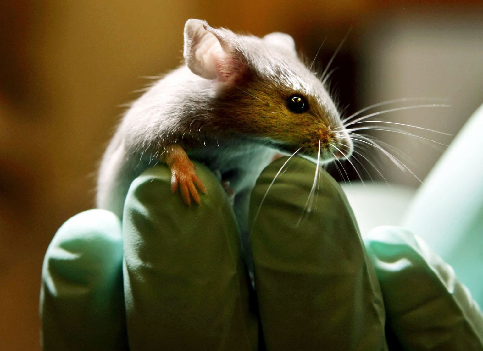 Rotis hiire organite kasvatamisega teadusringkondades laineid löönud teadlane ütleb intervjuus ERR Novaatorile, et loomades kasvatatud inimorganid tulevad varem kui arvamegi.