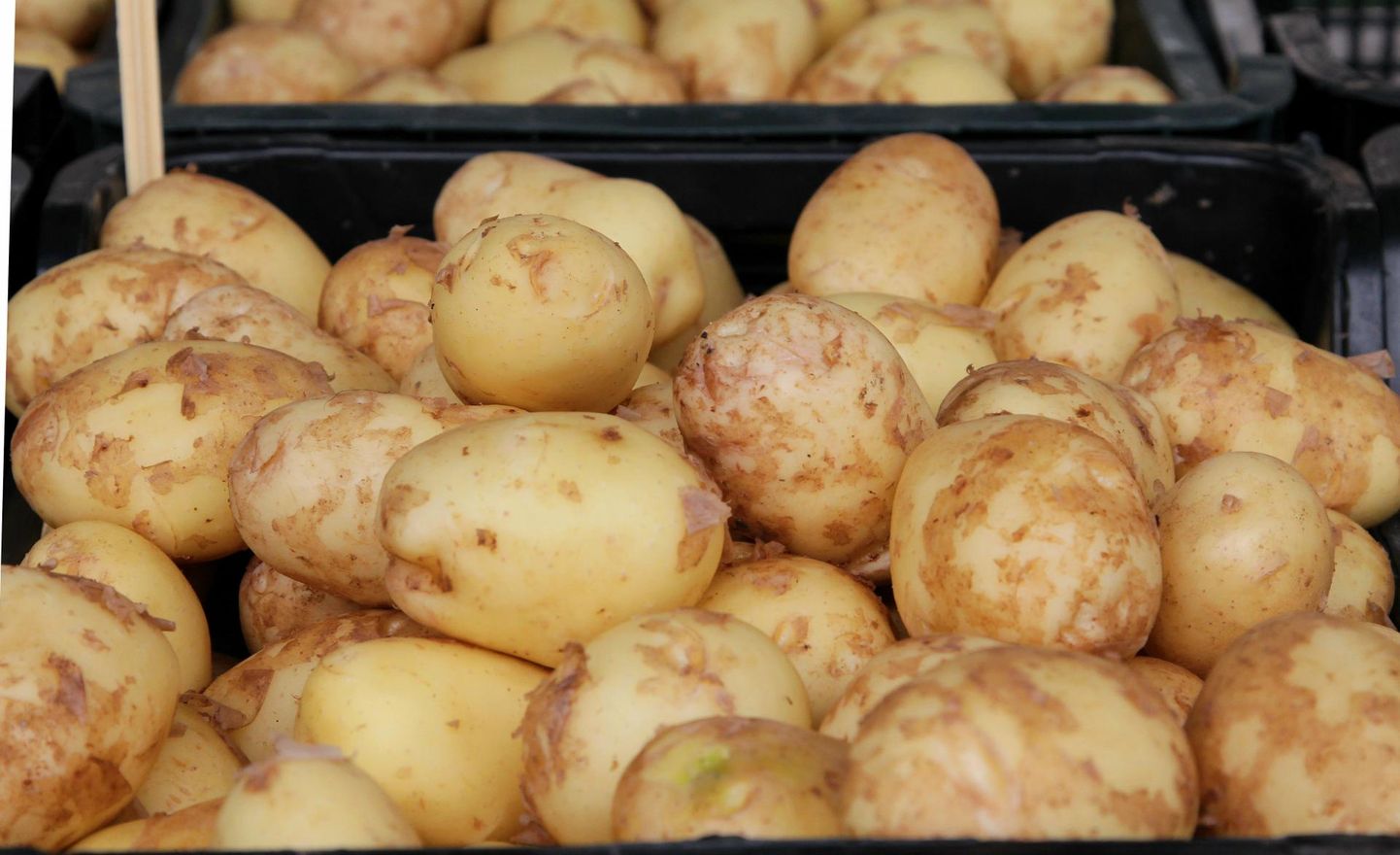 Varase kartuli hind püsib mullusega võrreldes samal tasemel.

Peeter KÜmmel / Sakala