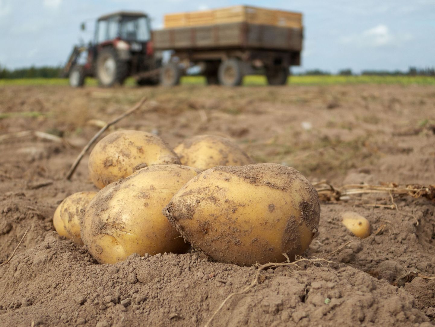Pärnumaa mees kasvatab juba teist aastat järjest oma kartuleid põhu all.