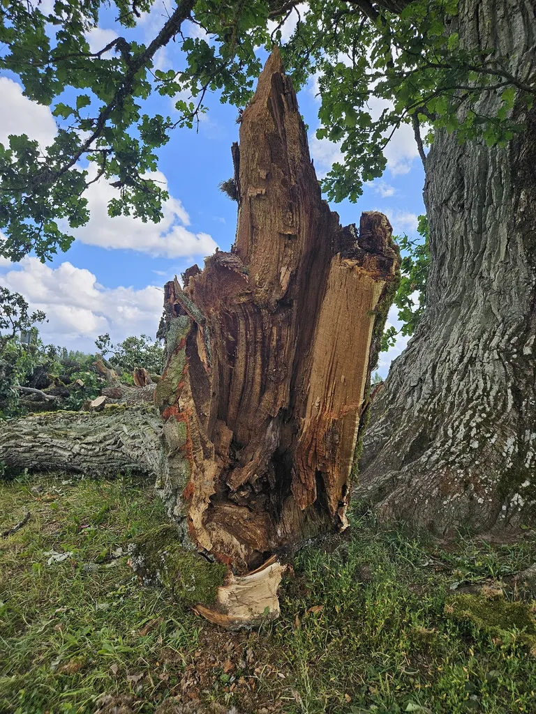 Murdunud haru oli suuresti seest mädanenud.