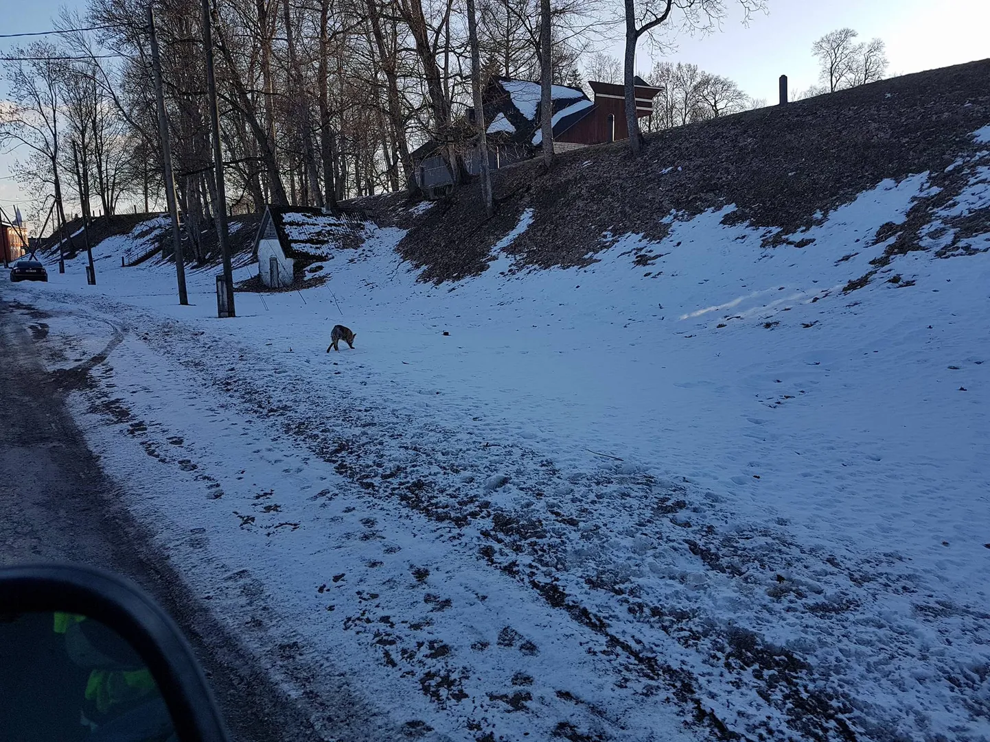 Paide kärntõves rebane