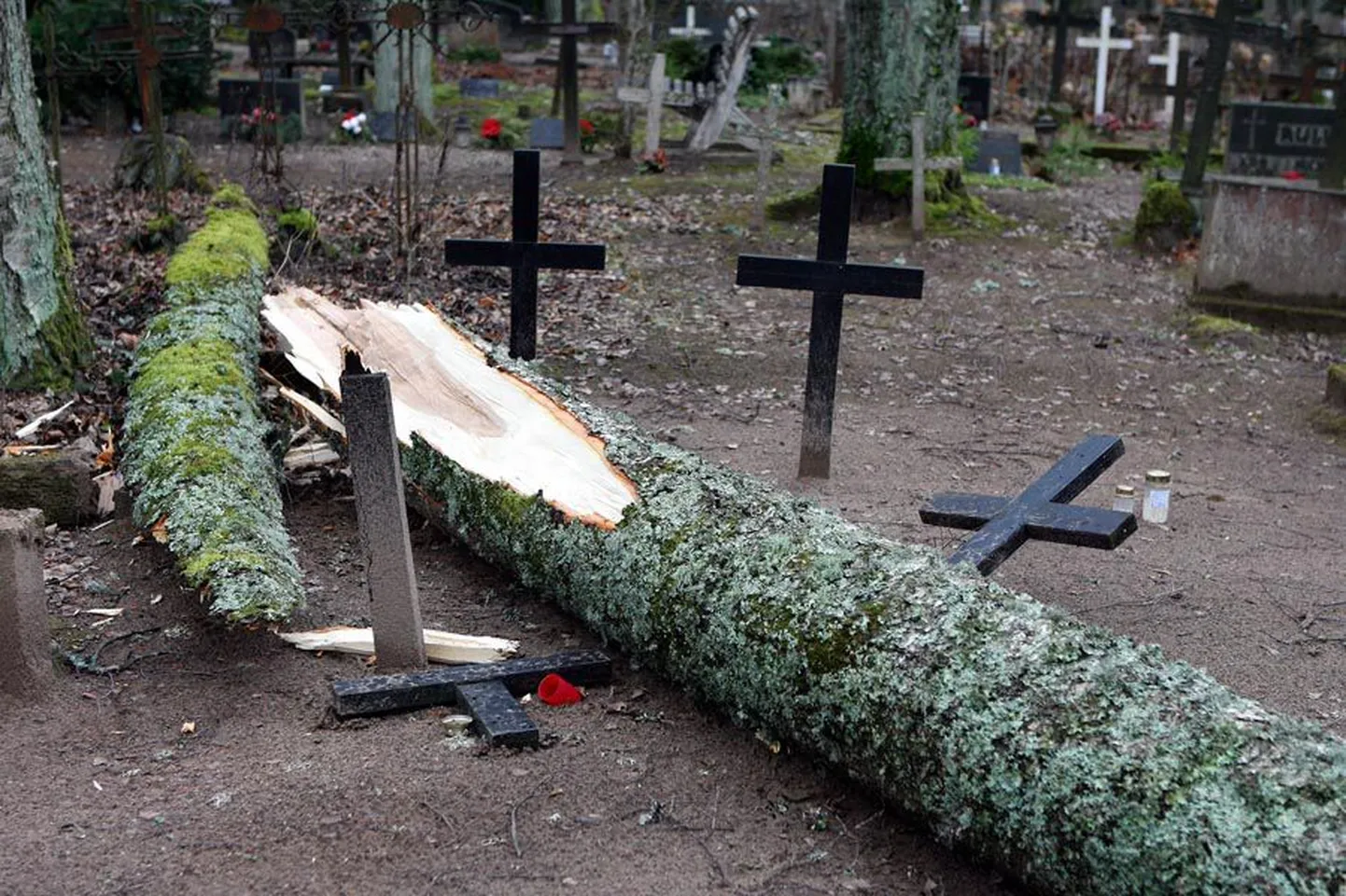 Tarvastu kalmistul käis tormituule jõud üle ka jämedast puust.