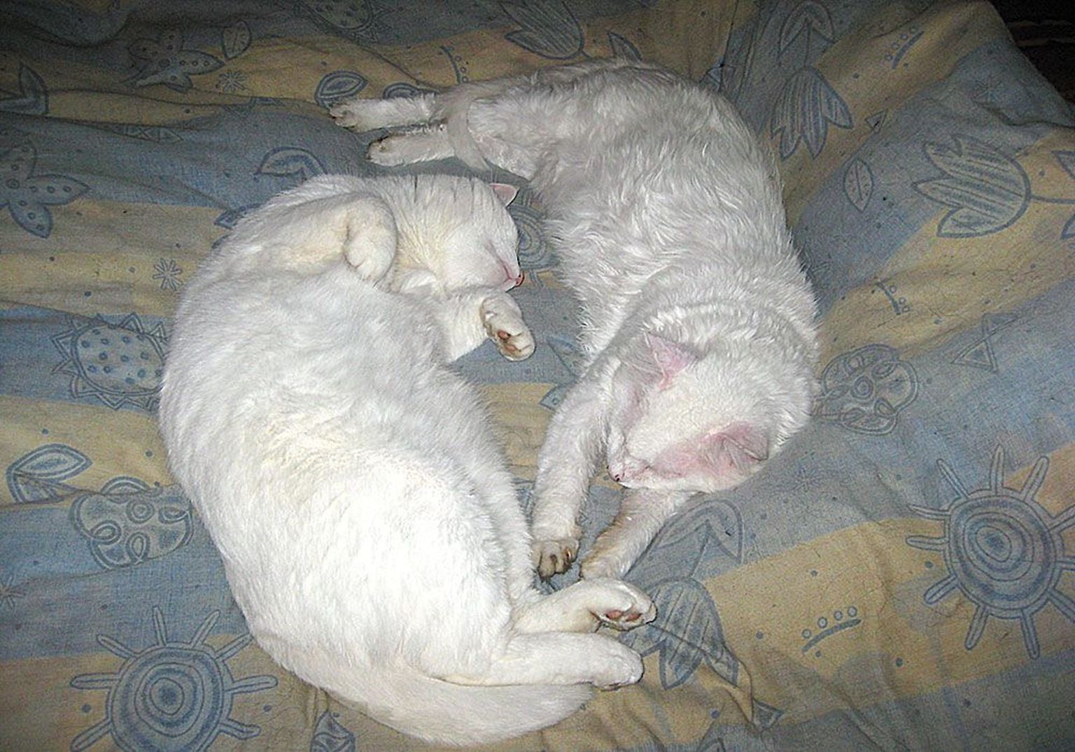 Волли (справа) прожил с вирусом иммунодефицита пять лет. На фото он вместе со своим лучшим другом Киту.