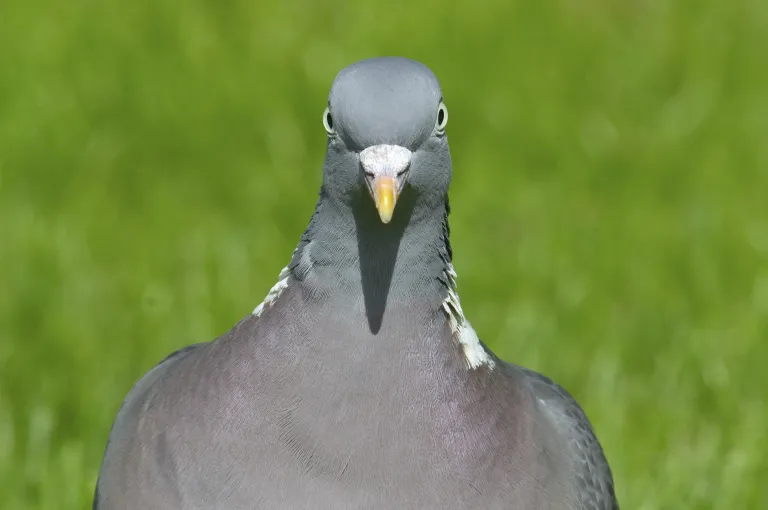 Kaelustuvi (Columba palumbus)