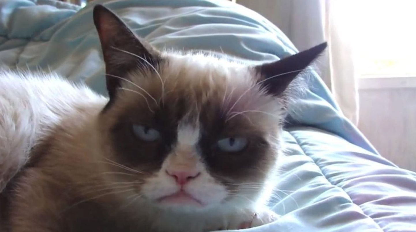 Internetisensatsioon Grumpy Cat sai üheaastaseks