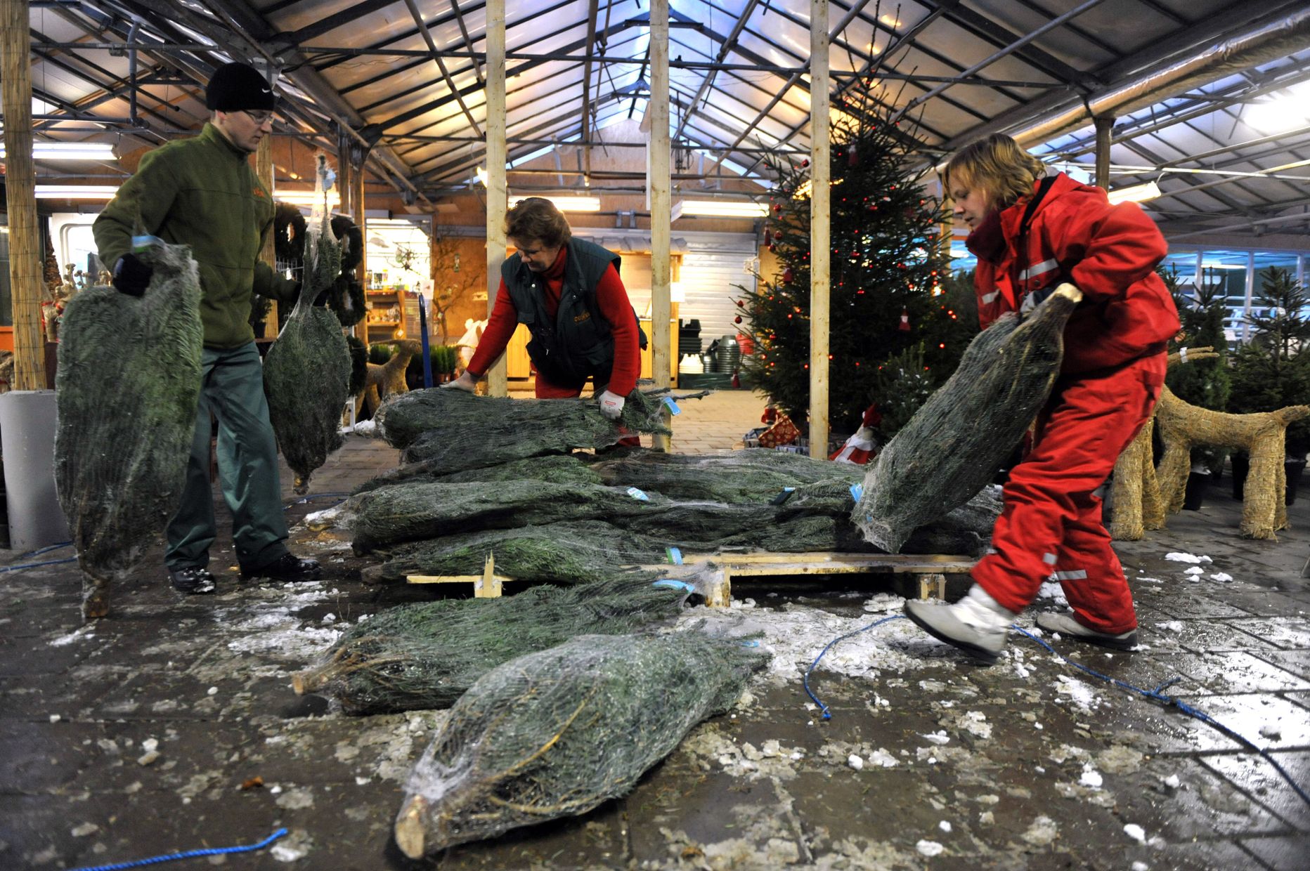 Esimeste jõulupuudena tulid eile Cerese aianduskeskuses müügile skandinaavia nulud, kodumaised kuused saabuvad poodi hiljem.
