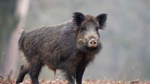 У застреленных в Вырумаа охотниками кабанов выявлена африканская чума свиней