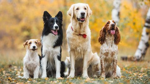 PANE TÄHELE ⟩ Loomaarsti hoiatus: need populaarsed koeratõud ei sobi igale omanikule