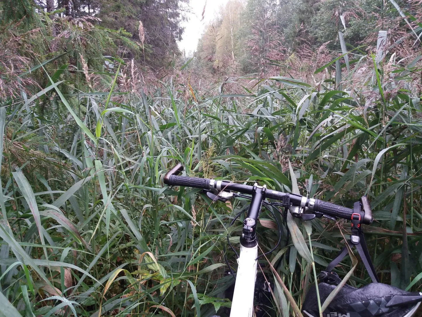 Eesti ja Läti piir mullu augustis. Metsa vahel oli kuue meetri laiune riba veel säilinud, kuid kõrkjad olid kohati enam kui kahe meetri pikkused ja liikumine oli seal ebatasase maa tõttu ohtlik.