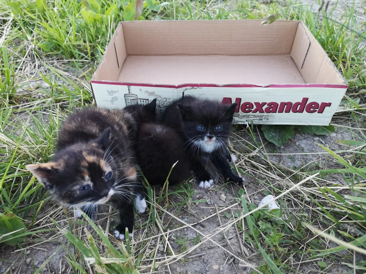 Котята.