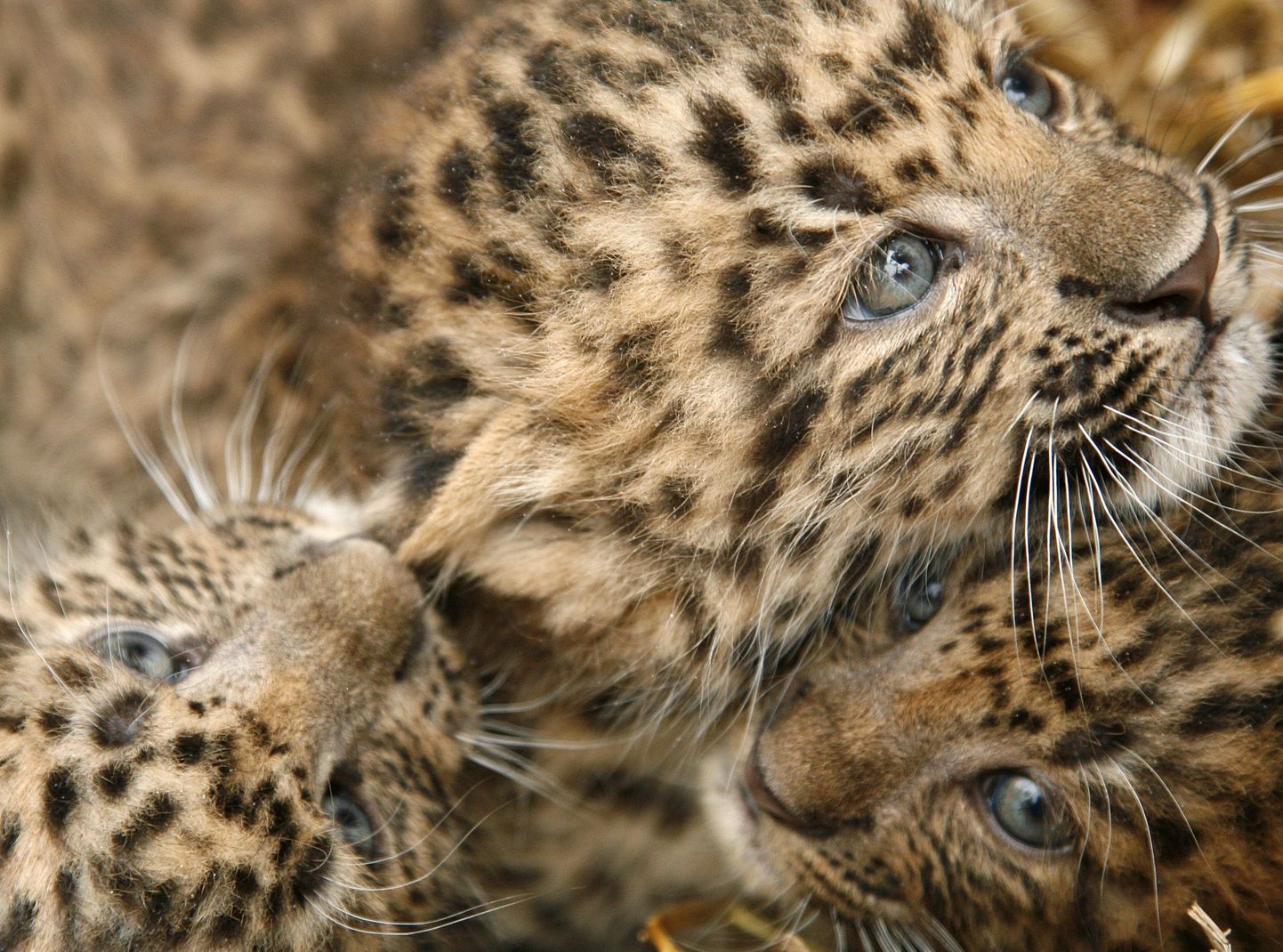 Leopardikutsikad