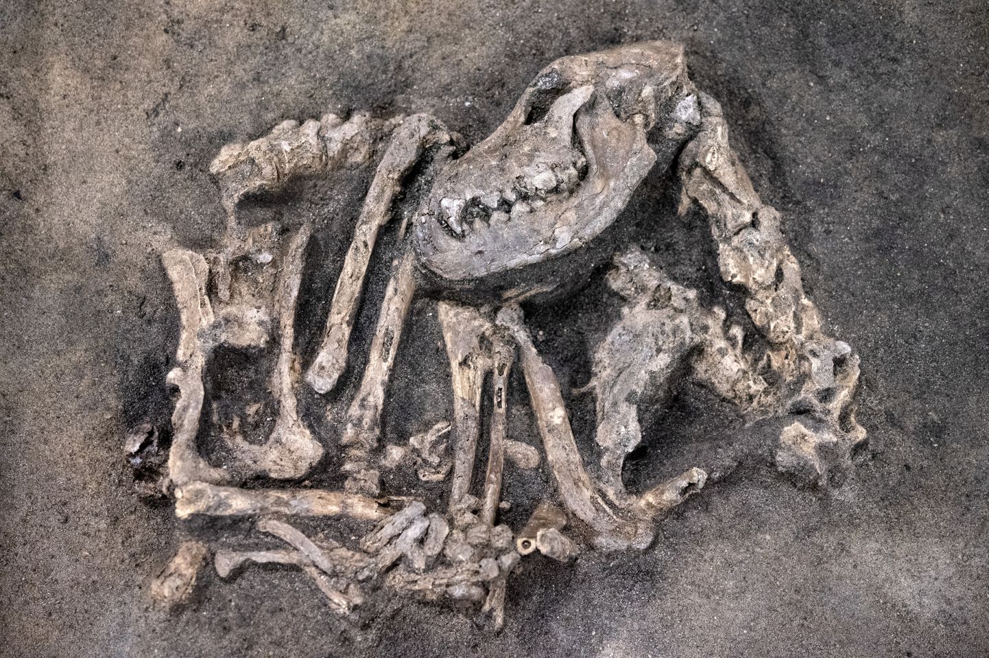 Rootsi arheoloogid ja osteoloogid uurivad kiviajal maetud koera