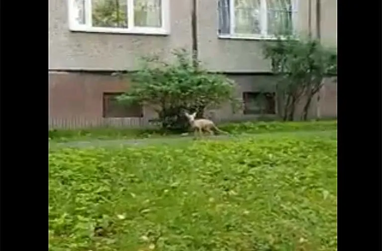 Фото статьи