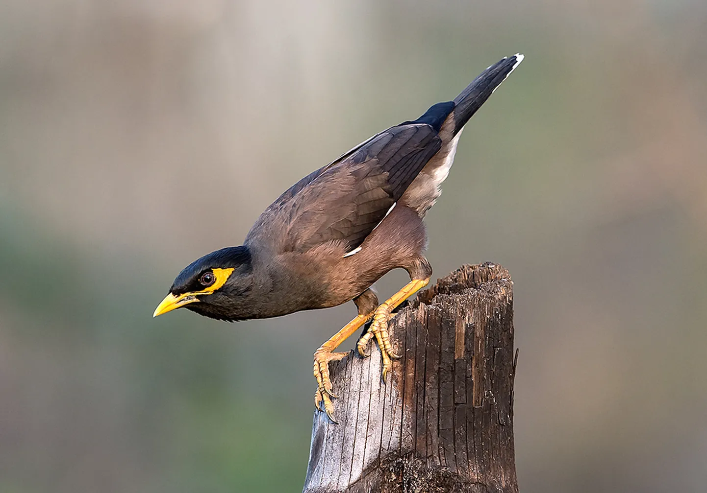 Mainakuldnokk (Acridotheres tristis) on laialt levinud ja ohustab paljudes piirkondades pärismaiseid linde.