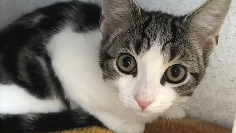 VIDEO ⟩ Sündis haruldane sootu kassipoeg