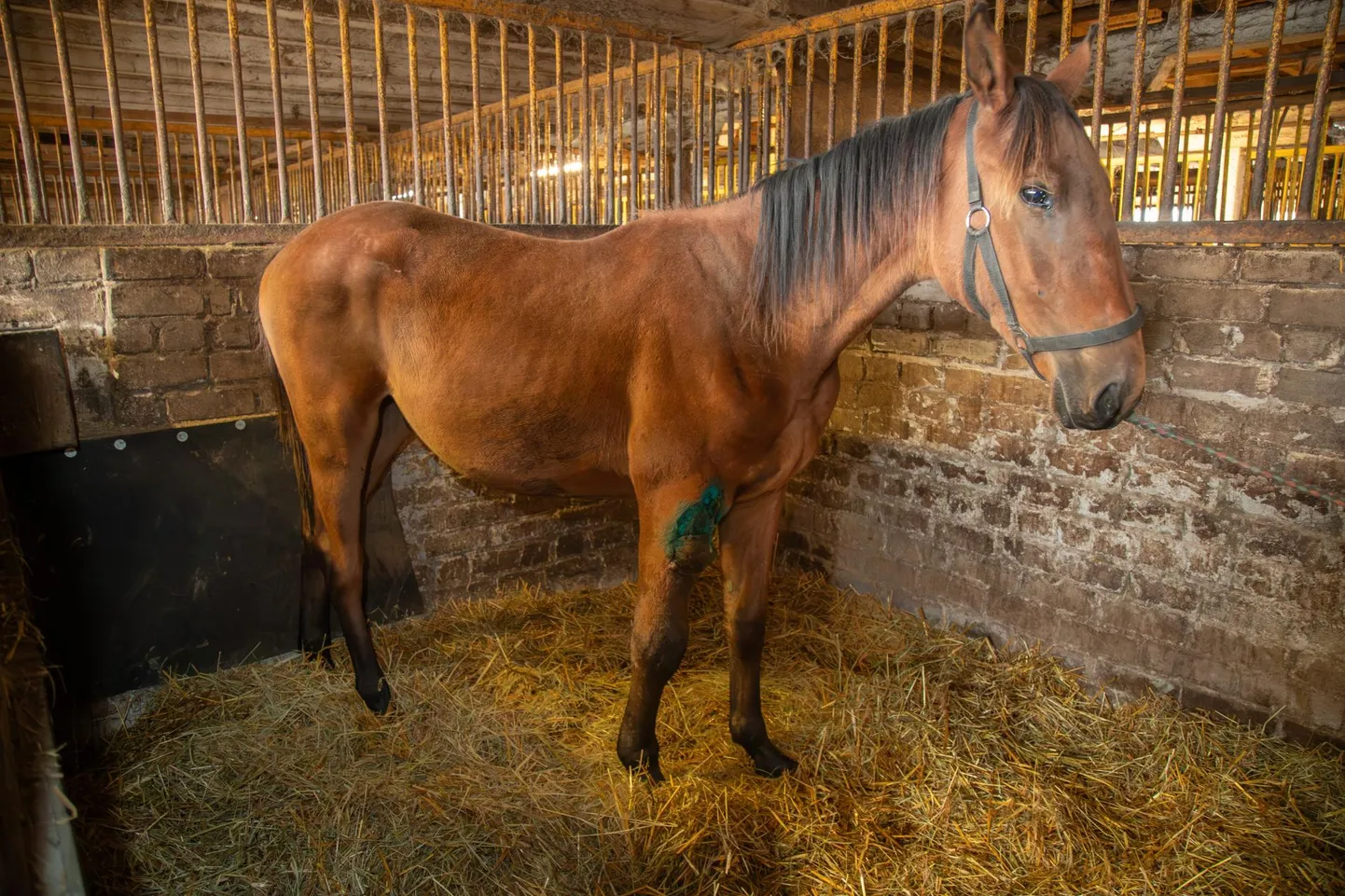 Лошадь Пайрактар ​​в обеденное время понедельника все еще находилась в конюшне Хеймтали, но ее отвезли на лечение в Тарту.