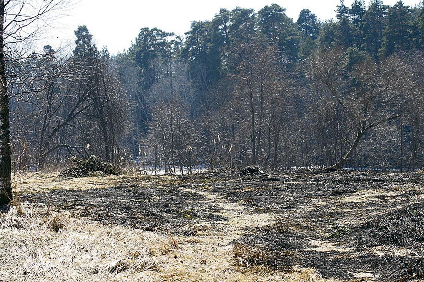 Eile pärastlõunal põles Reiu silla lähedal Reiu jõe kaldal ligikaudu 500 ruutmeetrit kulu.