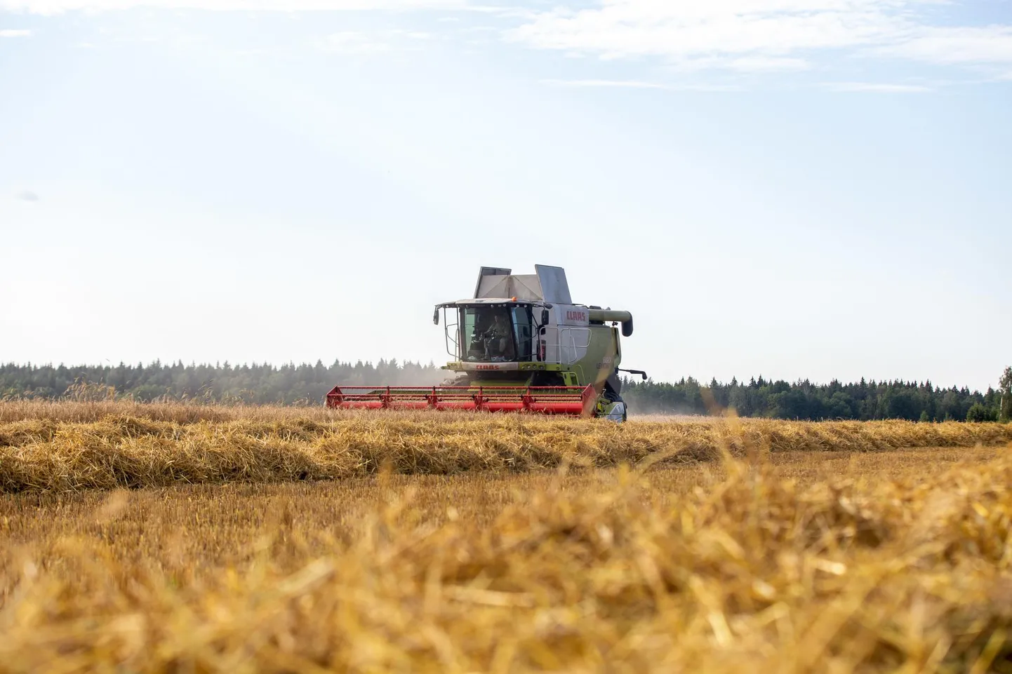 Järvamaa põllumehed on üksmeelsed, et tänavused viljaväljad voogavad kaunilt.