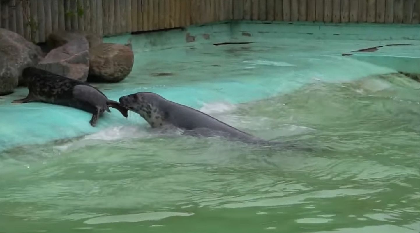 Тюлени учатся плавать.