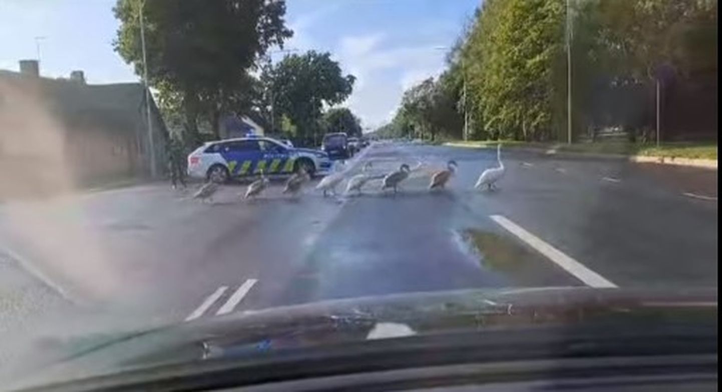 Лебедям помогли безопасно перейти дорогу.