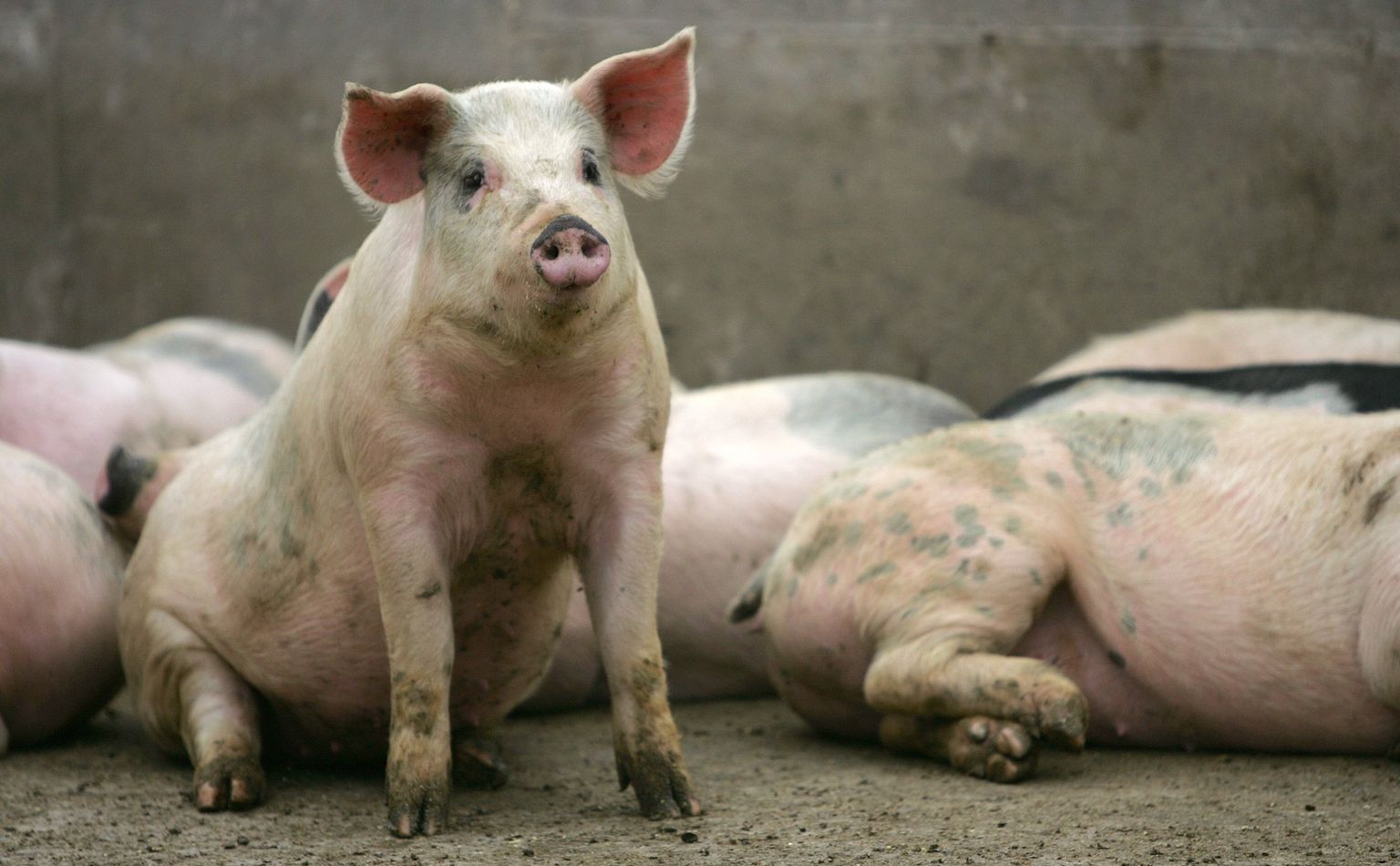 Покрытие свиньи. Энзоотическая пневмония свиней. Энзоотический энцефаломиелит свиней. Бронхопневмония свиней. АЧС свиней возбудитель.
