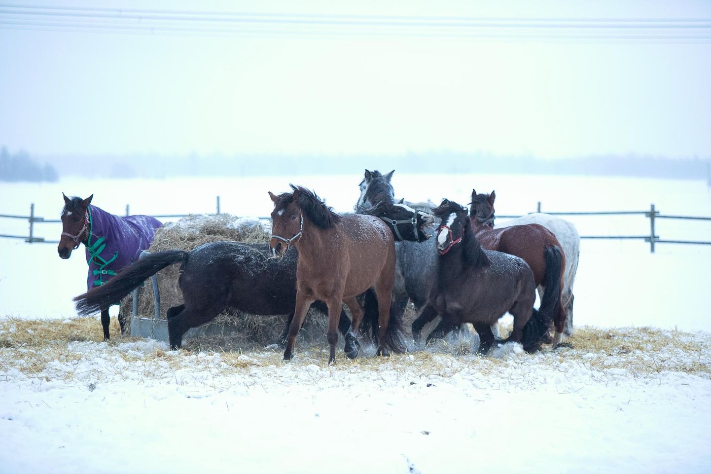 Hannora OÜ hobuseid talitab kohalike kõrval peagi ka pagulane Ukrainast.