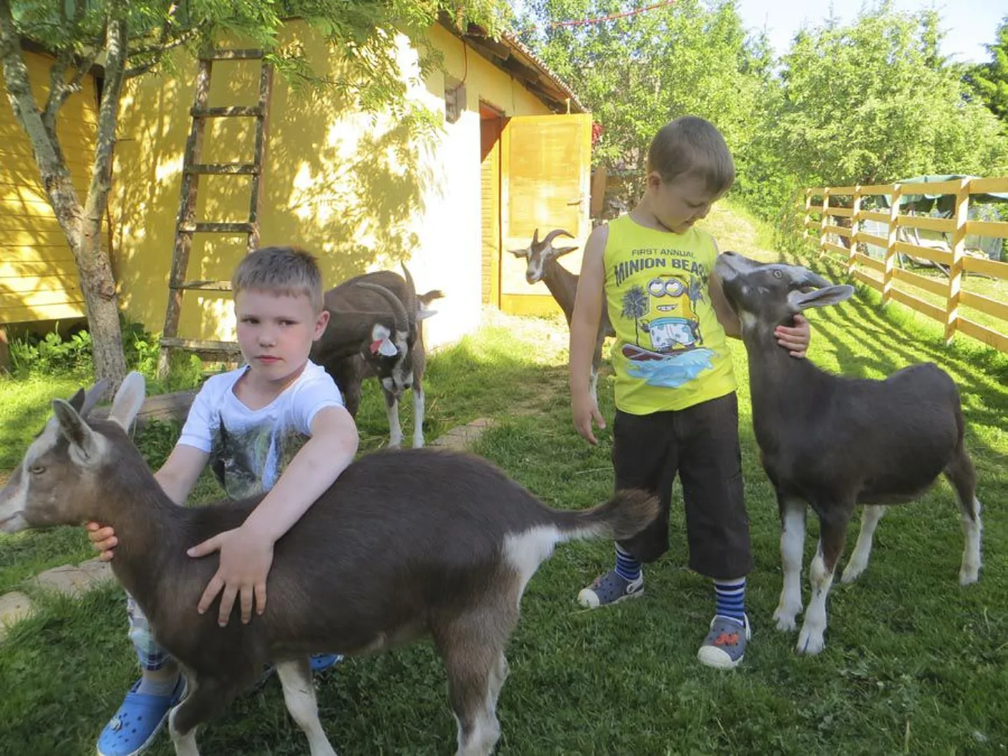 Kitsepiim aitab Jarekil (vasakul) ja Jarmol allergiast võitu saada.