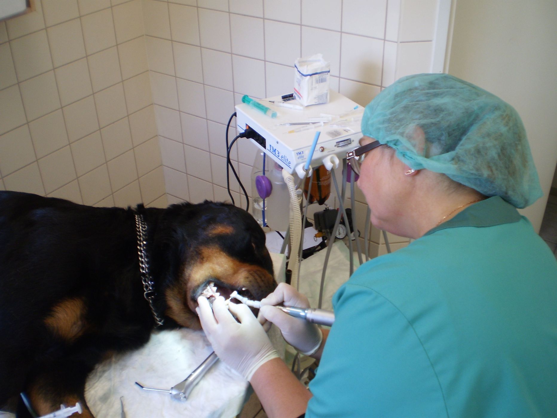 Чаще всего проблемы с зубами  животных приходится решать при общей анестезии.