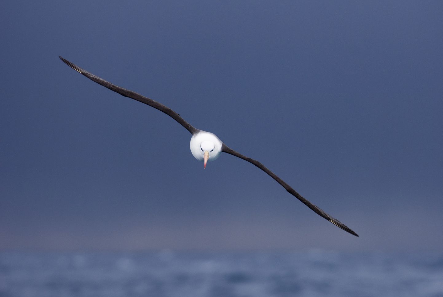 Teadlased kavatsevad kasutada albatrosse ebaseaduslikult tegutsevate kalalaevade tuvastamiseks.