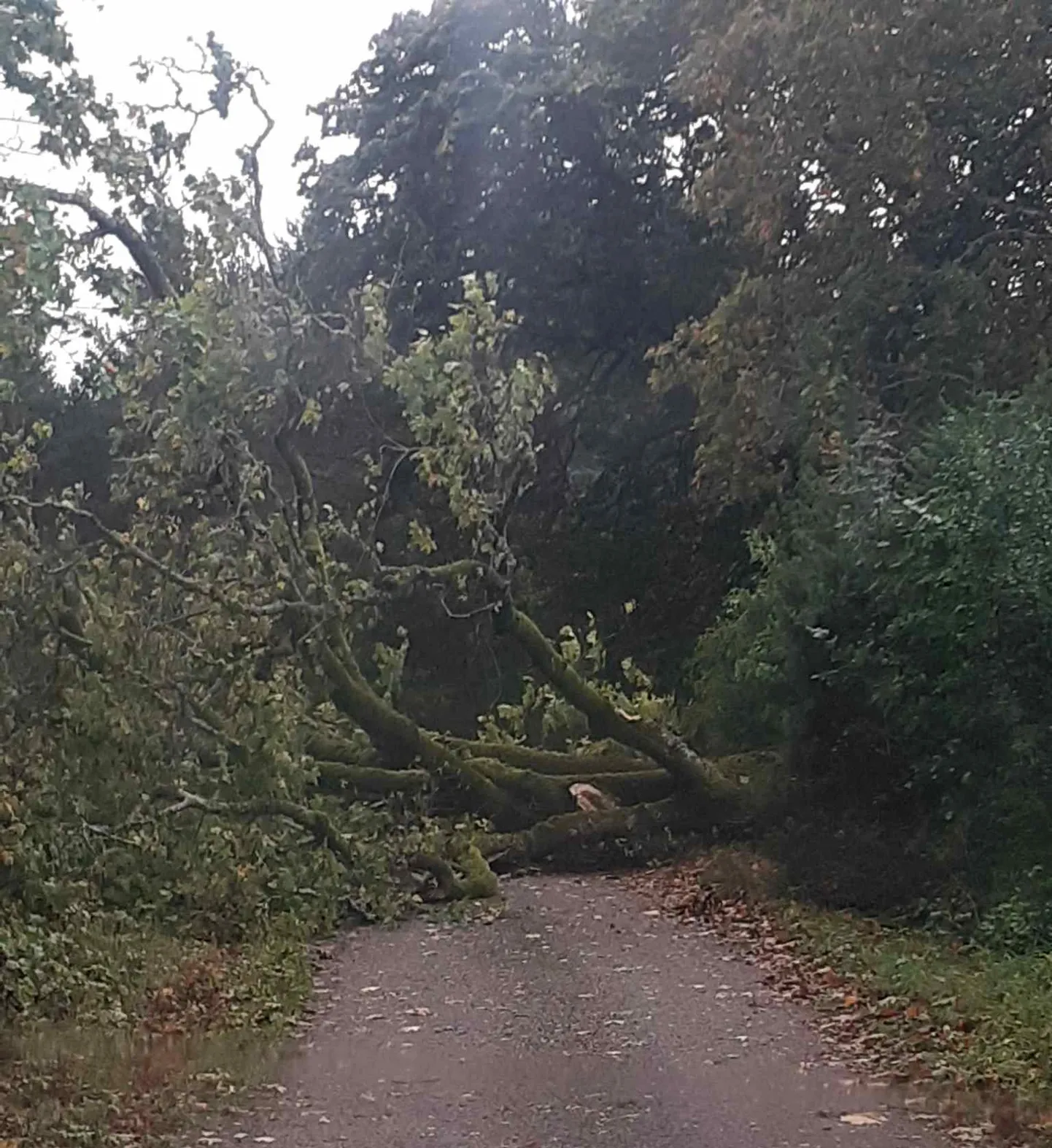 Teele langenud puu Selgasel.