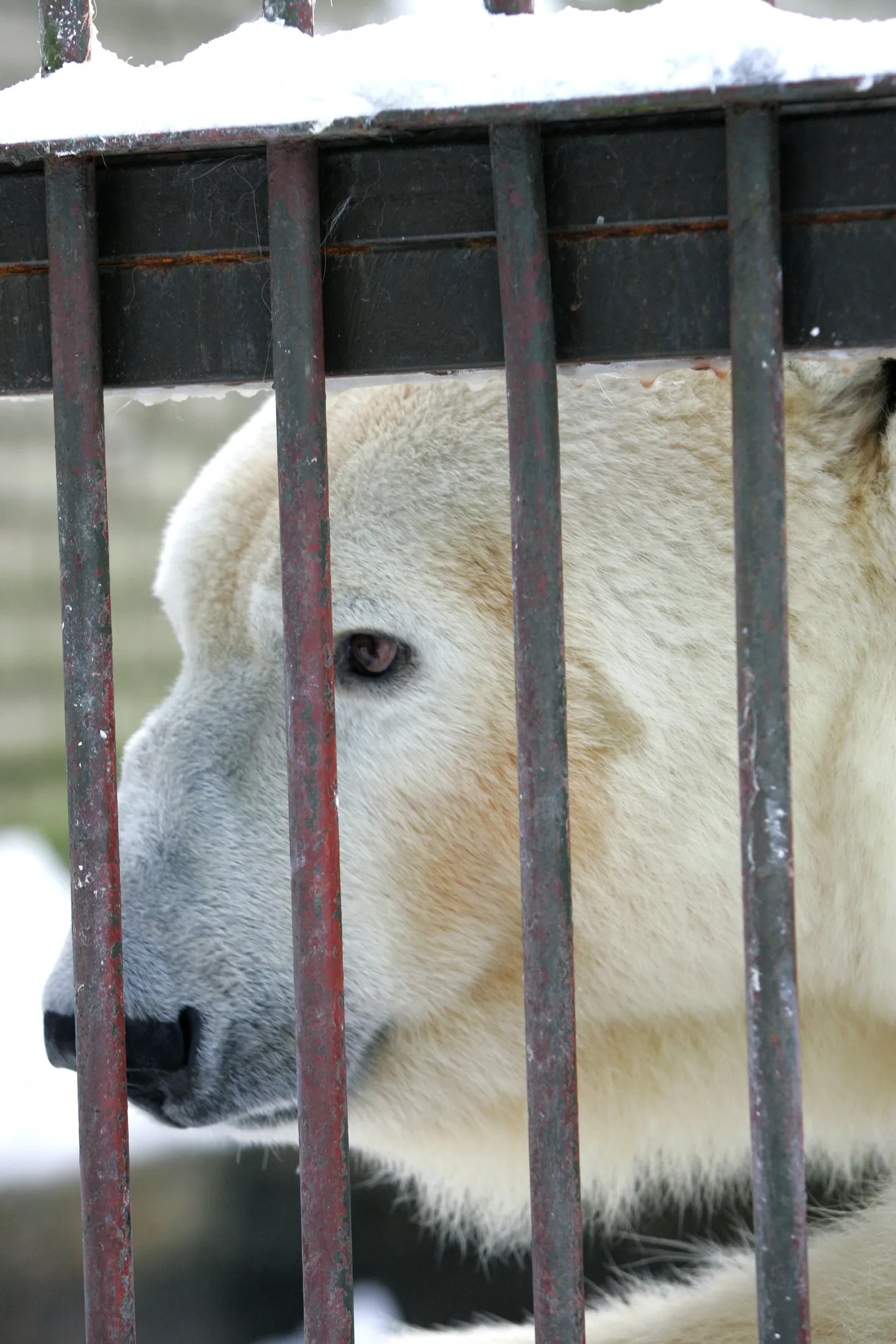 Jääkaru Nord ootab endale ja oma kahele kaasale uut elupaika, kuid see maksab 60 miljonit krooni.