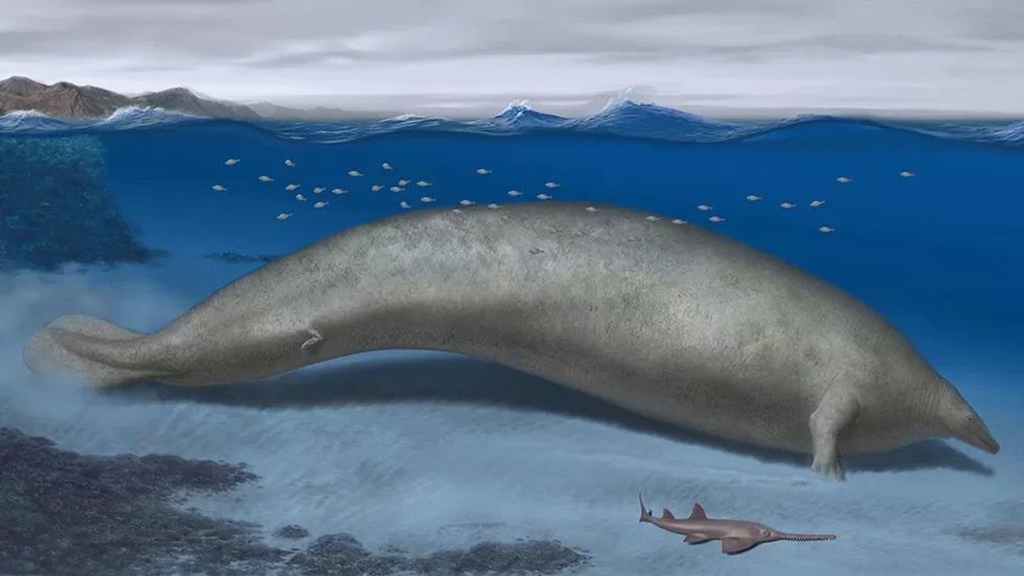Живший около 40 млн лет назад кит с его плотными, тяжелыми костями, скорее всего, обитал на мелководье