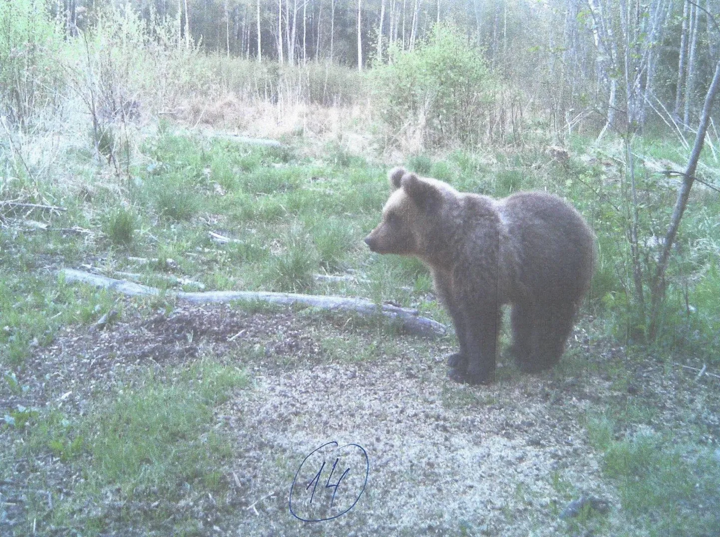Jahimehed on oktoobriga lõppeval hooajal küttinud Pärnumaal neli karu.