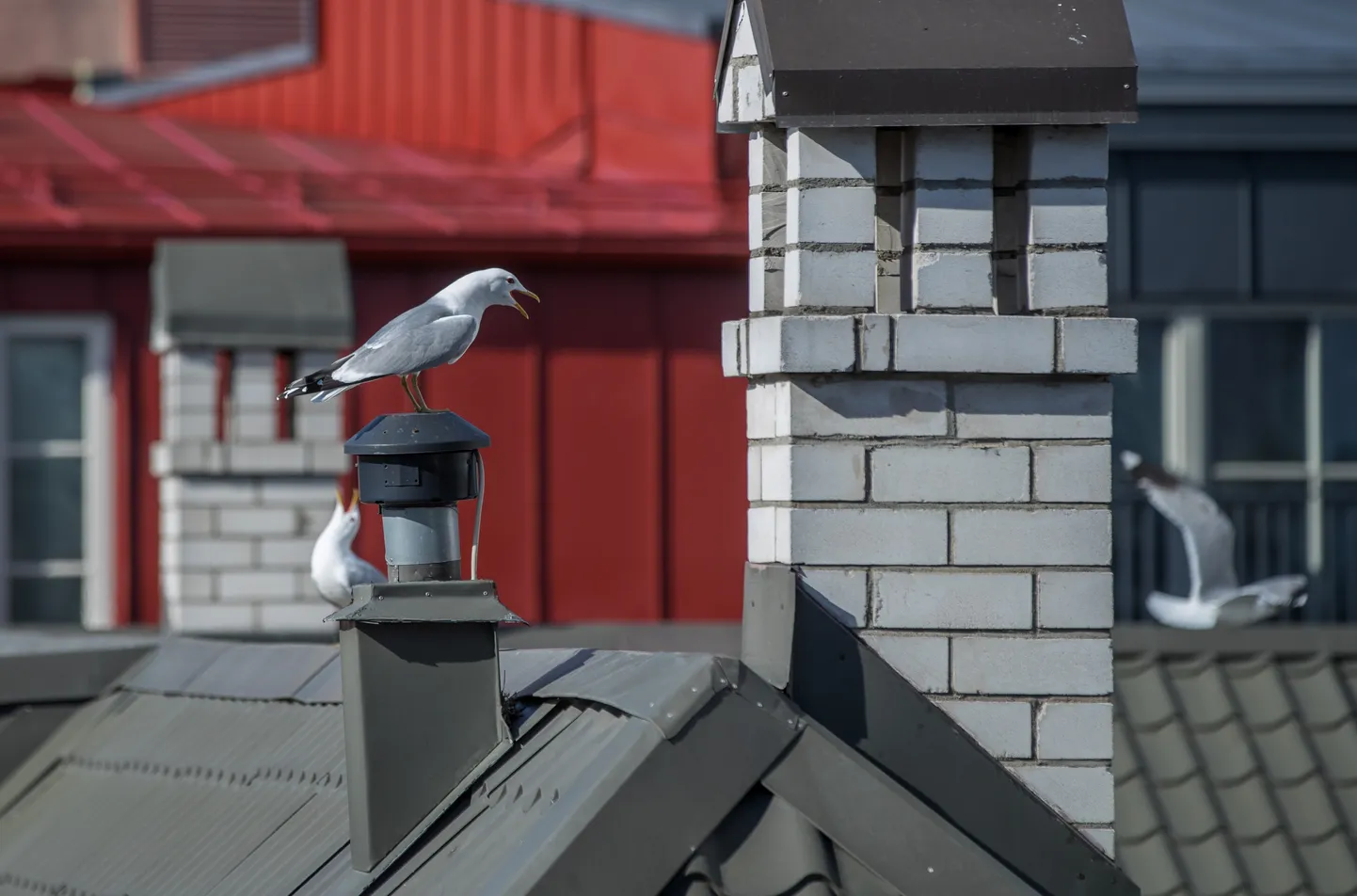 Kajakapesa Maakri tänava katusel Tallinnas.