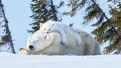 ÕHUKESEL JÄÄL ⟩ Arktilised kiskjad pesitsevad inimestele aina lähemal