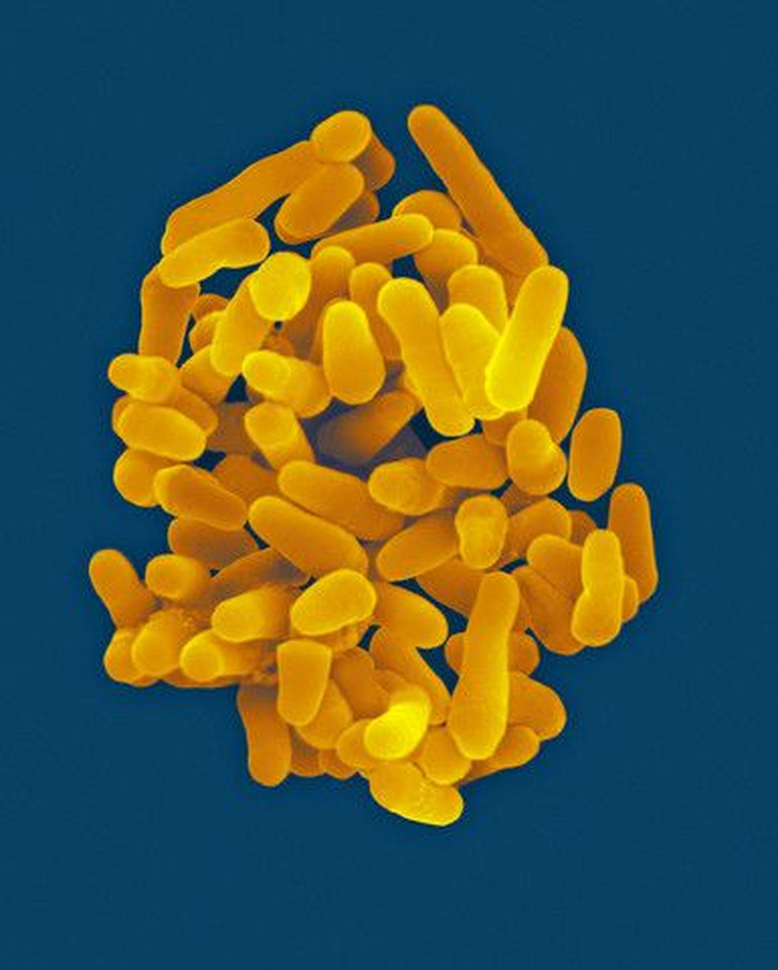 Туберкулезная бактерия Mycobacterium Tuberculosis.