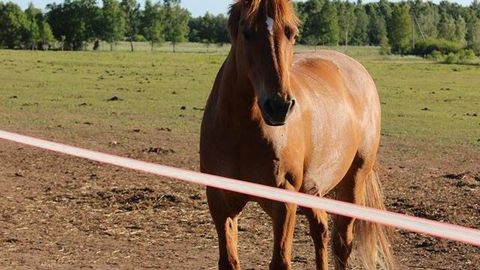 Hobuseid ohustab viirus