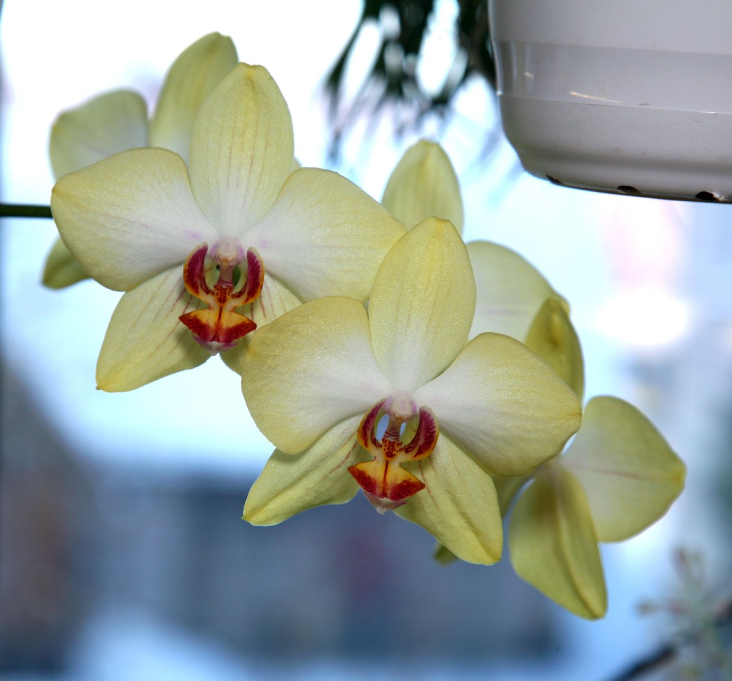 orhideesid ise reisilt kaasa tuua ei tohi.