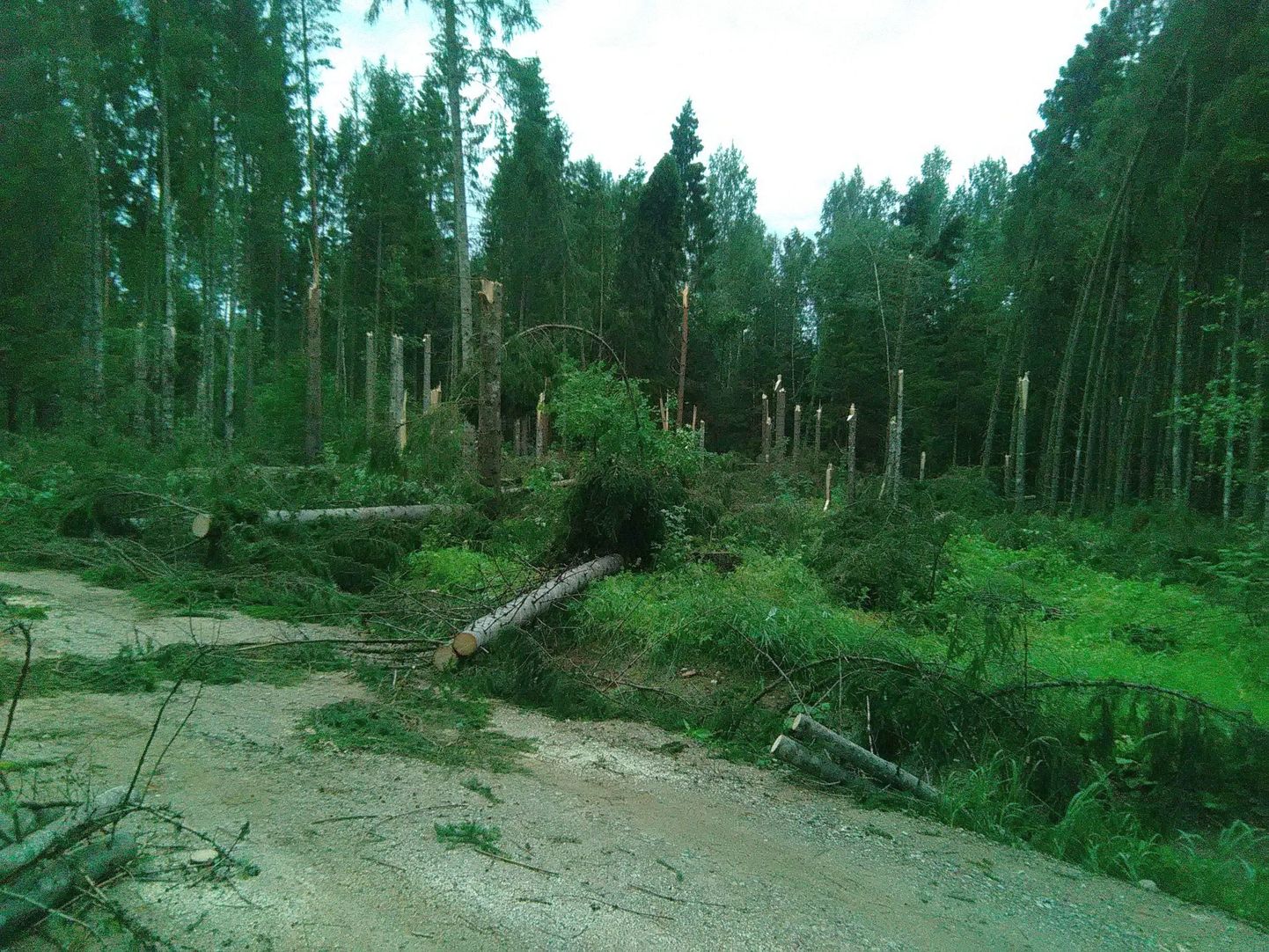 Juulikuu tormis murdusid puud metsasaludes nagu tuletikud. Fotol laastamistöö Taheva vallas.