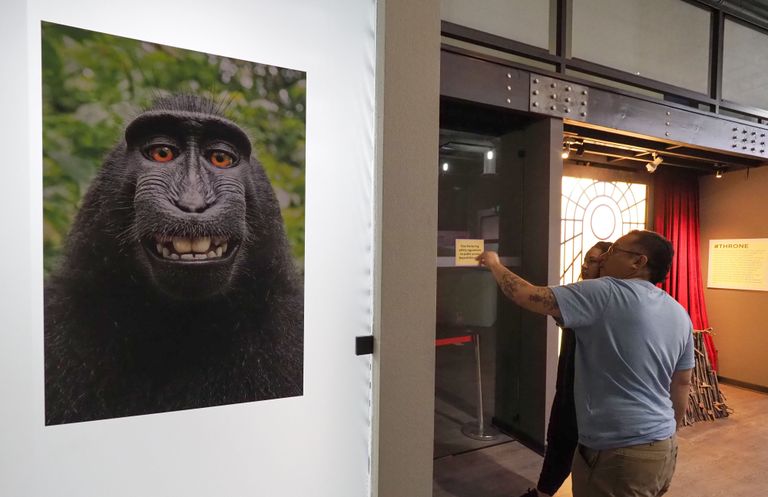 Ahvi tehtud pilt iseendast tekitas küsimuse, kas selline foto kuulub kaameraomanikule või ahvile.