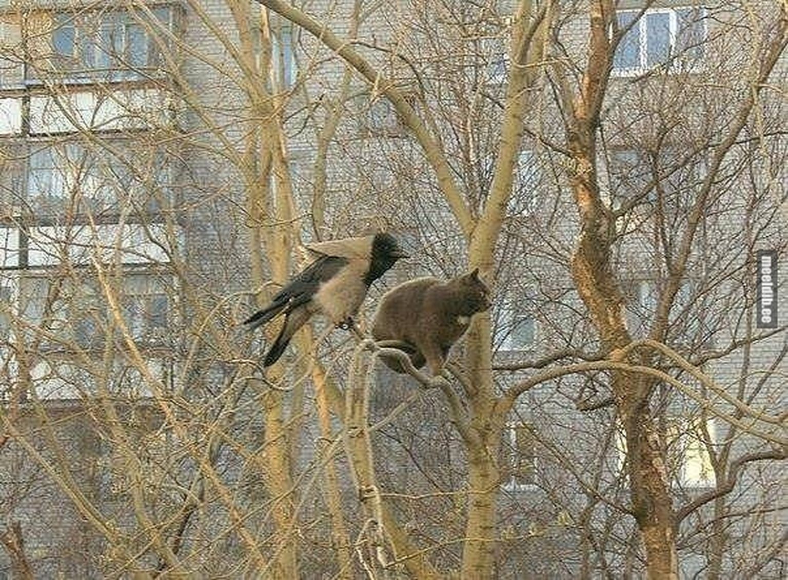 Смешные картинки про птиц