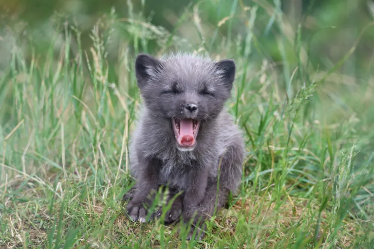 Šotimaa kuninglikule zooloogilisele seltsile kuuluvas Highland Wildlife Parkis sündis viis polaarrebase kutsikat. Looduskaitseorganisatsioonist öeldi, et kutsikatel läheb väga hästi ning et nende vanemad Sarah ja Jack hoiavad neil valvsalt silma peal. Pildil on näha ühte kutsikat haigutamas.