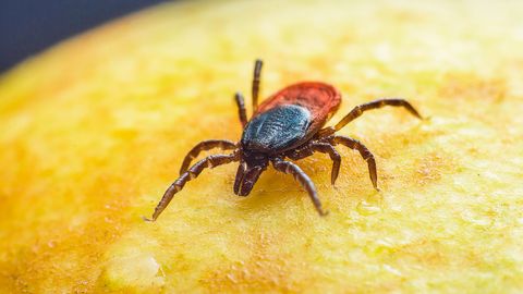 Puukborrelioosi on enim diagnoositud Saare maakonnas