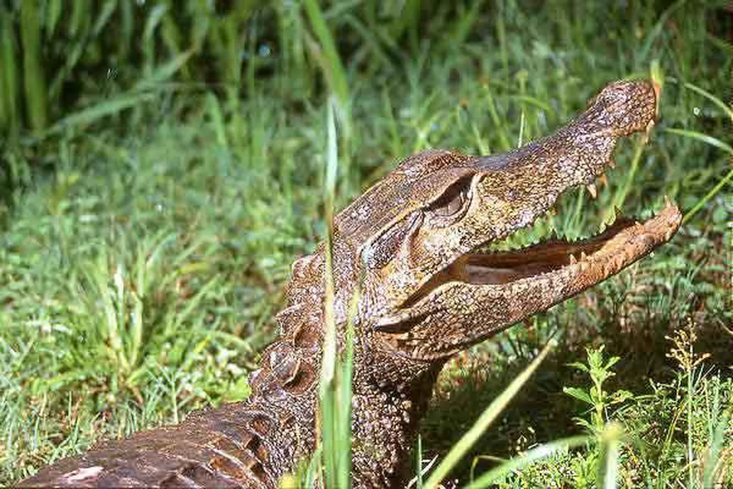 Kaiman (Paleosuchus Trigonatus)
