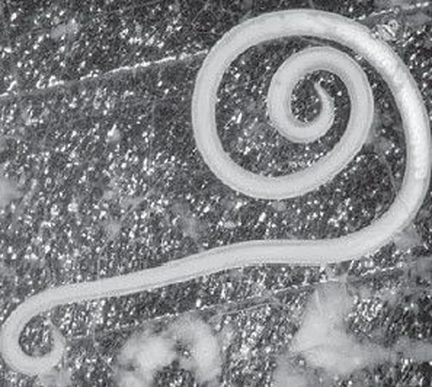 Toxascaris leonina.