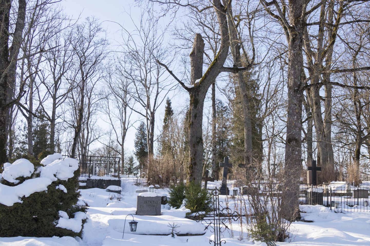 Riia maanteel asuval Vanal kalmistul on probleemiks puude vanus ja kiiresti leviv jalakasurm.