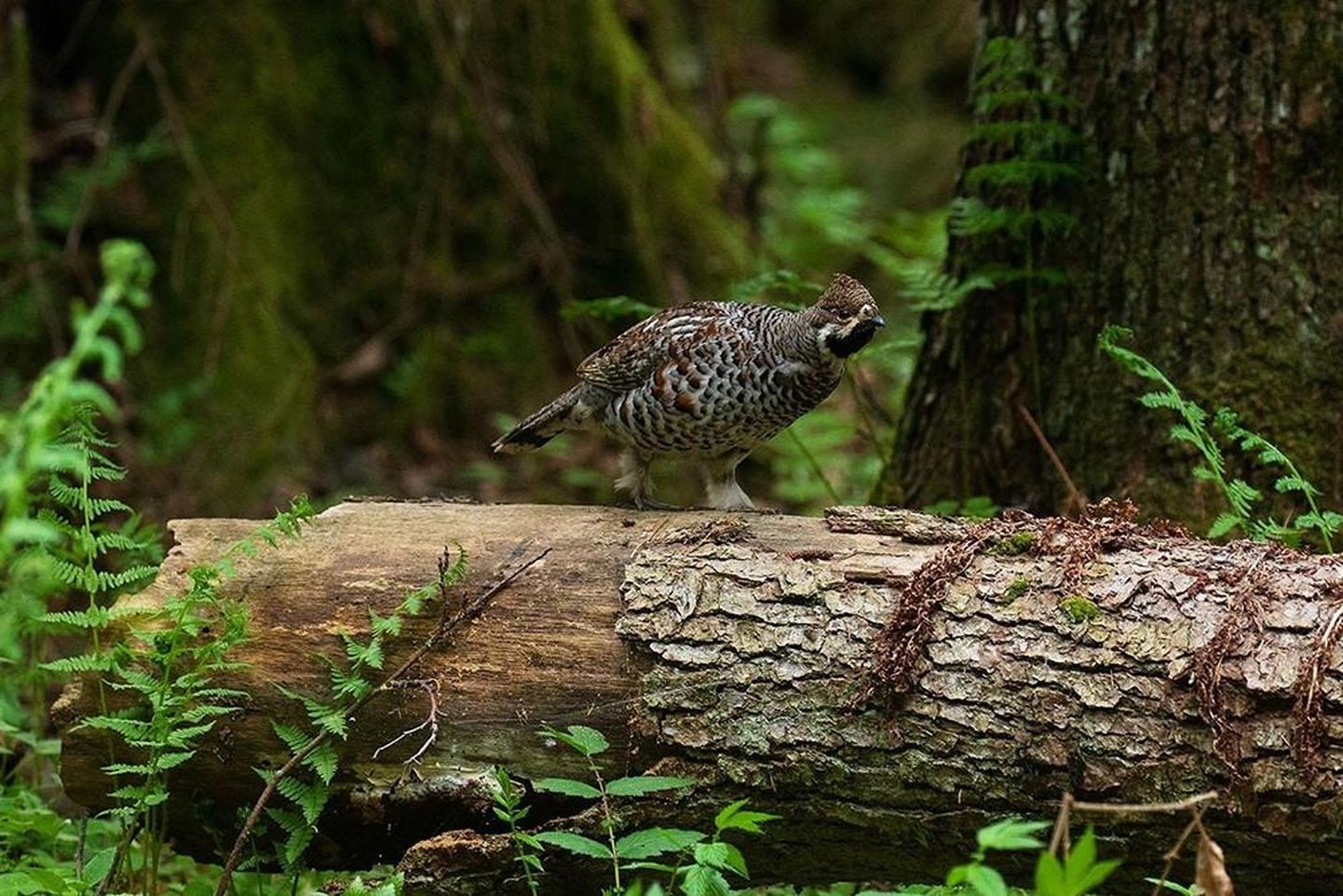 Kurgja-Linnutaja metsades elutsev laanepüü.