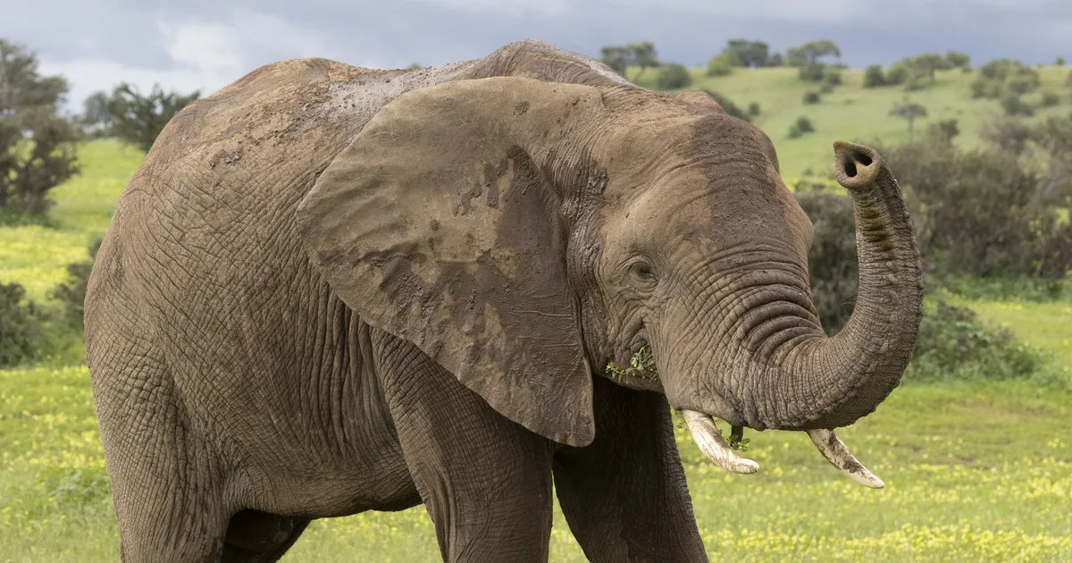 Ce?  ⟩ Elefanții își spun unul pe altul pe nume