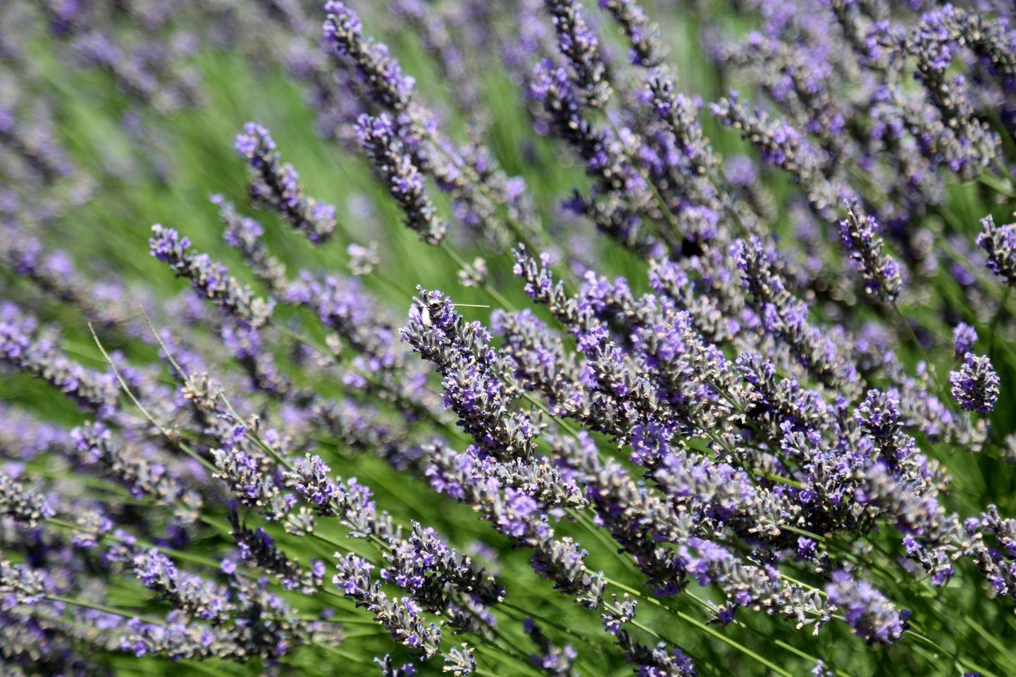 Meie koduaia lavendlitest saab edukalt lavendliõli valmistada. FOTO: Karina Hessland, Www.imago-images.de/scanpix