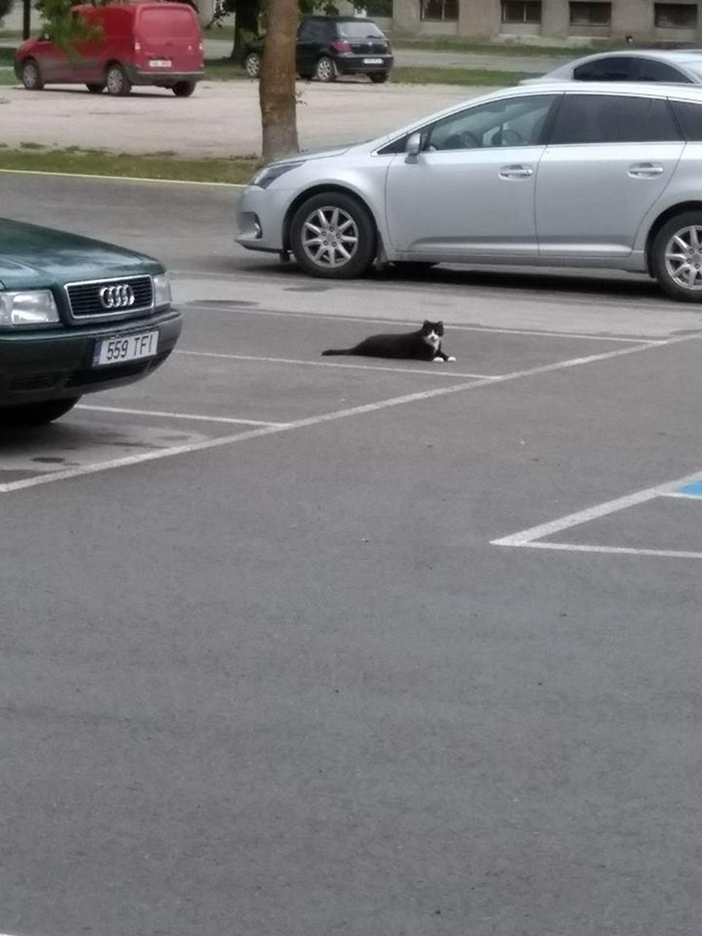 Parkiv kass.